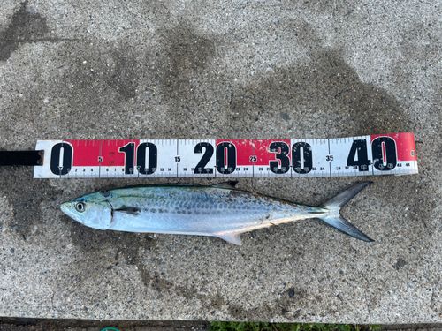 サゴシの釣果