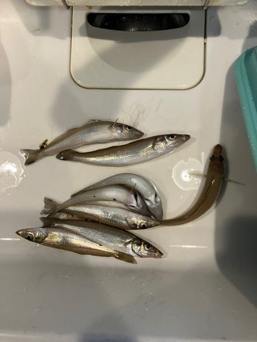 シロギスの釣果