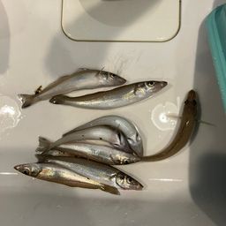 シロギス