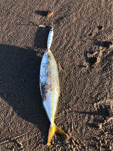 ワカシの釣果