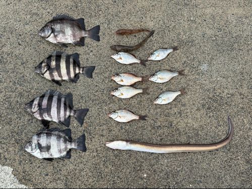 イシダイの釣果