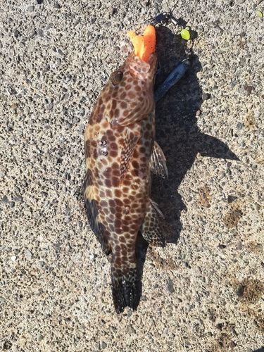 オオモンハタの釣果