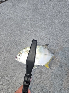メッキの釣果