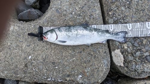 トラウトサーモン