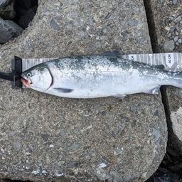 トラウトサーモン