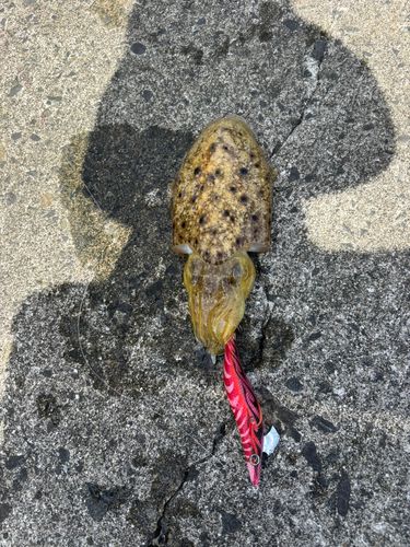 コウイカの釣果