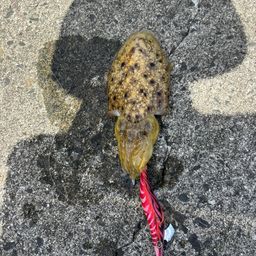 コウイカ