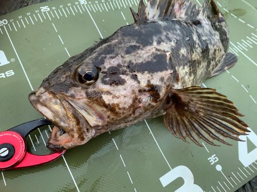 ベッコウゾイの釣果