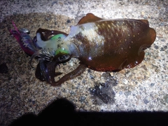 アオリイカの釣果