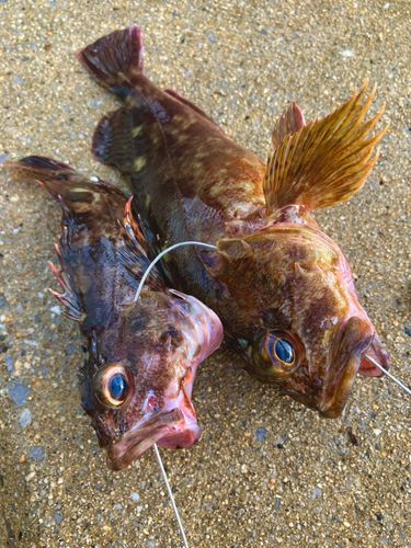 ガシラの釣果