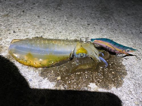 アオリイカの釣果