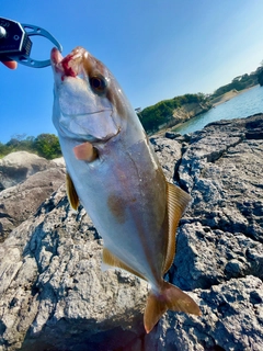 ショゴの釣果