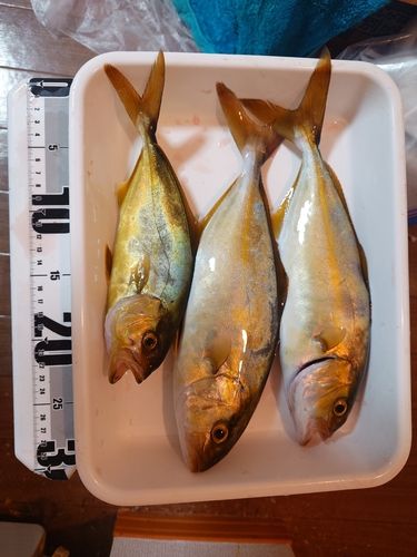 シオの釣果