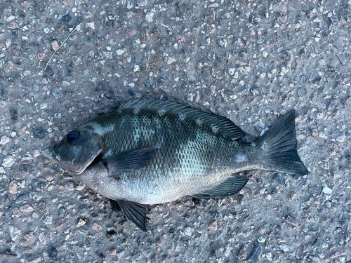 グレの釣果