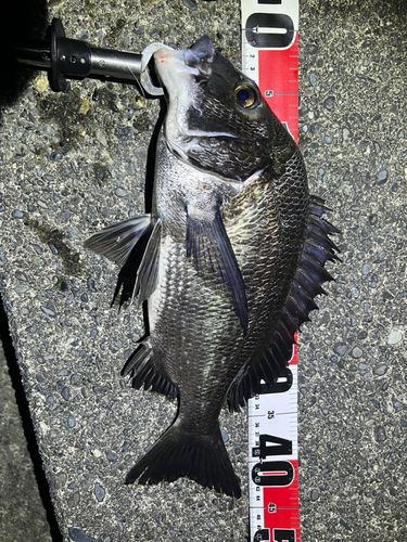 チヌの釣果