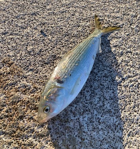 コノシロの釣果