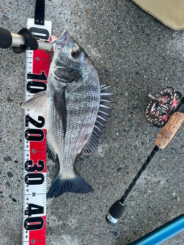 チヌの釣果