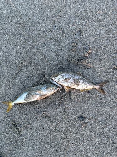 ショゴの釣果