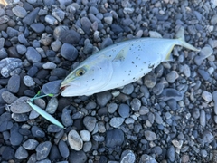 ワカシの釣果