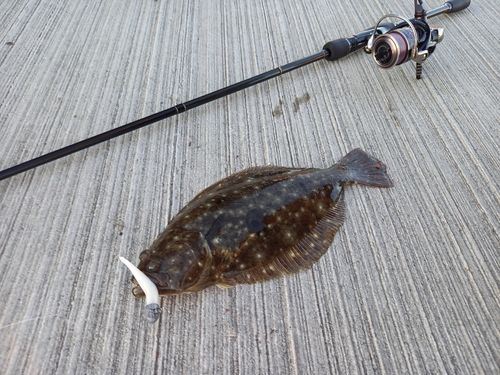 ヒラメの釣果