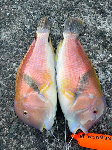 イラの釣果