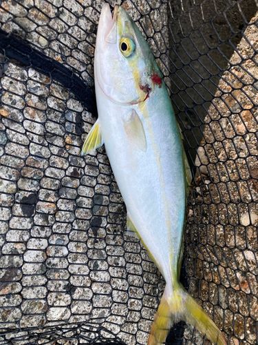 ツバイソの釣果