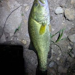 ラージマウスバス