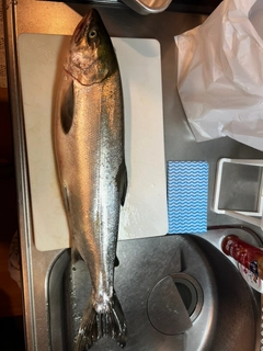 アキアジの釣果