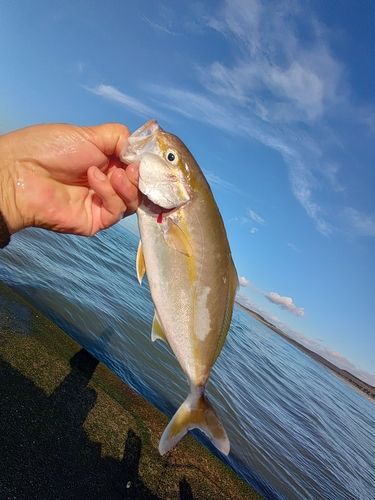 ショゴの釣果