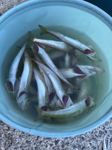 カマスの釣果