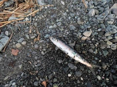 ウルメイワシの釣果