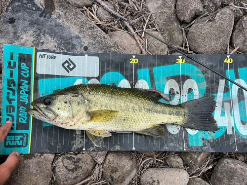 ラージマウスバスの釣果