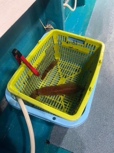 ケンサキイカの釣果