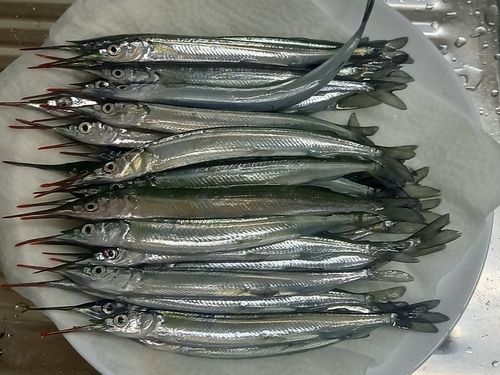サヨリの釣果