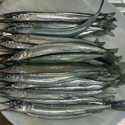 サヨリ
