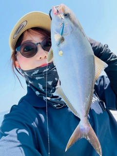 カンパチの釣果
