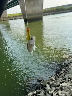 セイゴ(タイリクスズキ)の釣果