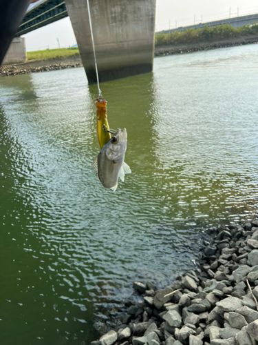 セイゴ（タイリクスズキ）の釣果