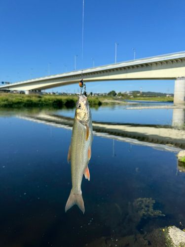 ウグイの釣果