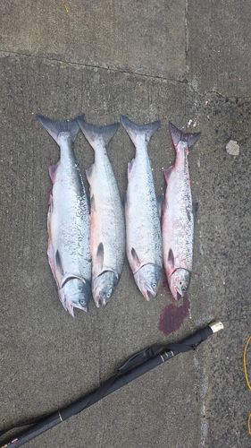 サケの釣果