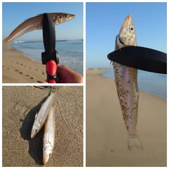 キスの釣果