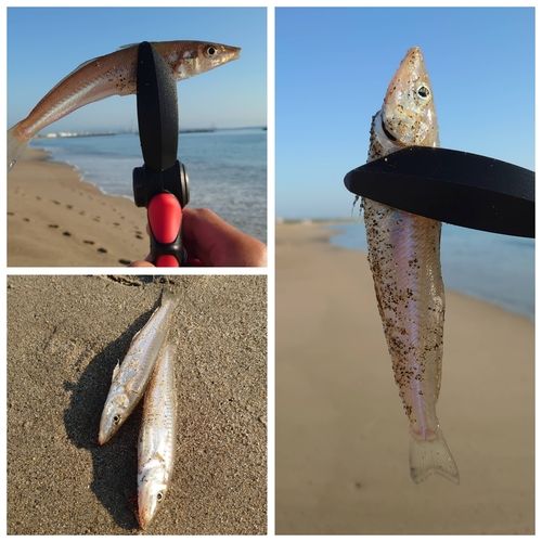 キスの釣果