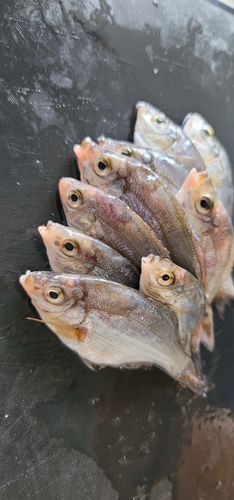 サバの釣果