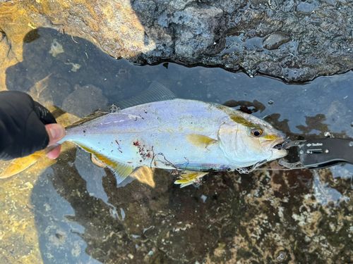ショゴの釣果