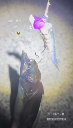 タチウオの釣果