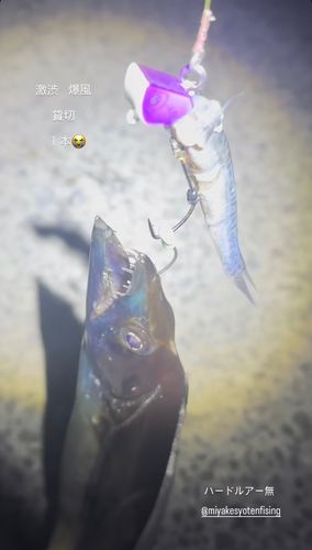 タチウオの釣果