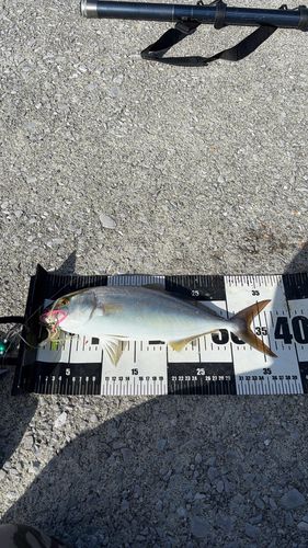 ネリゴの釣果