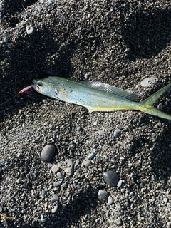 シイラの釣果