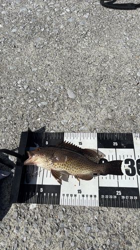 オオモンハタの釣果