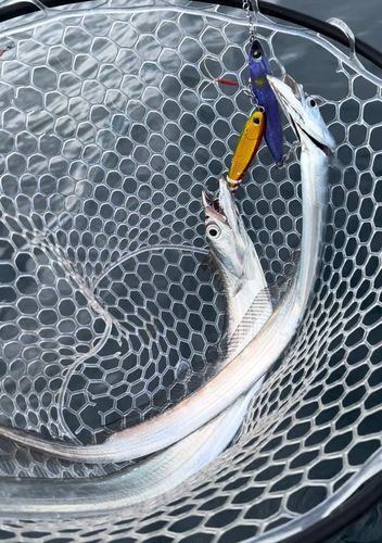 タチウオの釣果